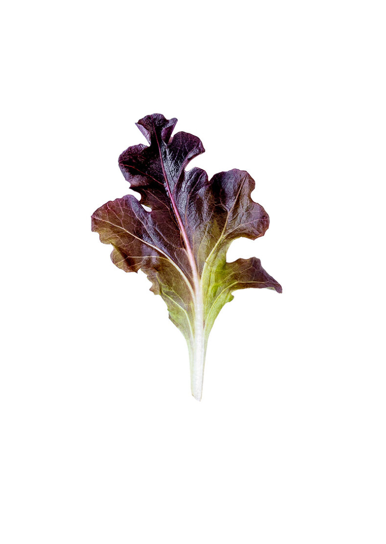 lettuce-organic-motali-agro-energyand-petrochemicals-fzco